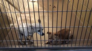 27 reactions · 51 shares | **These girls are currently housed in the...