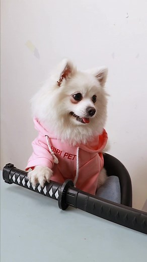 Meet Master Nico: The Smart Dog of TikTok!