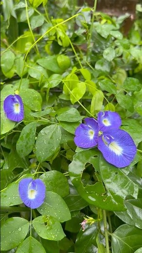 🌸 3 Powerful Health Benefits of Butterfly Pea Flowers | Natural Wellness Tips 🌸