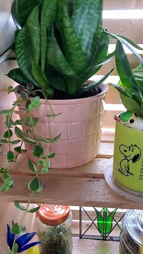 5.4K views · 42 reactions | CollectPeanuts on Reels | Facebook