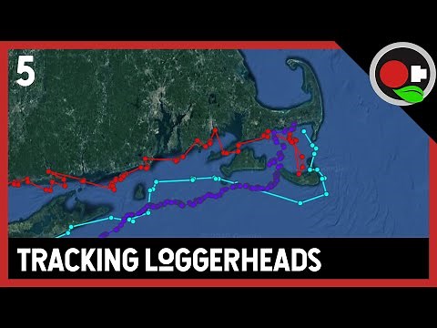 Track this SEA TURTLE in real time!