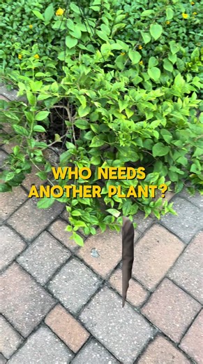 #MemeCut #Meme #plants #humor | plants
