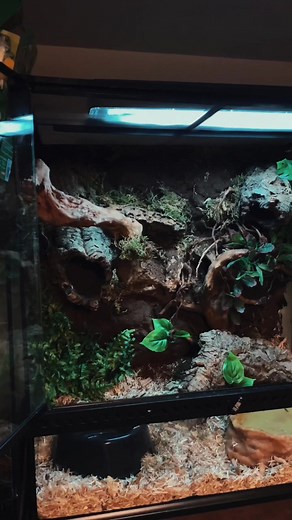 did a lil enclosure remodel for salem. I think he likes it. #animals #snakes #snakesoftiktok #cagetour #reptiles #enclosurebuild