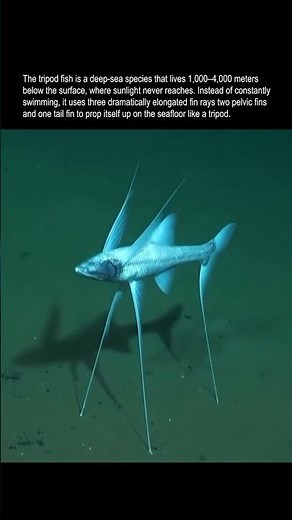 Alien of the Ocean Floor