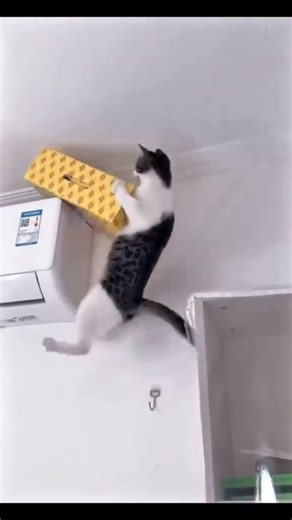 Best Kitten Fail Compilation