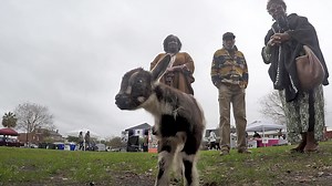 Gullah Geechee Community Day is held at various locations in Conway on Saturday. | My Horry News