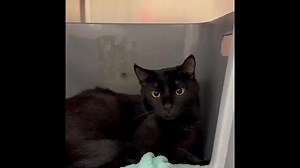 ==SENIOR ALERT=== Handsome Woodrow came to the shelter after losing his way. He has kept his exact age close to the vest, but he is estimated to be 8-9 years old. Woodrow has soft fur and beautiful yellow eyes. He is understandably scared right now and need a patient adopter who will go slowly with him. Might that be you? His adoption fee has been prepaid by the Friends of the Burlington County Animal Shelter. ID 52339074 To apply, visit our 24Petconnect.com listings, type in this Animal's ID nu