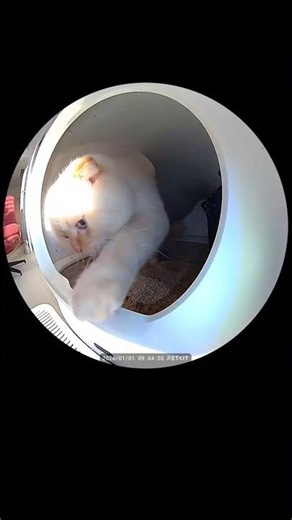 Kiwi the Scottish Fold’s first poo of 2026! Happy New Year! 🎉