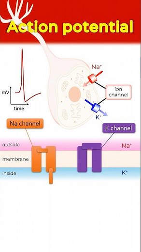 Action Potential: a brief overview