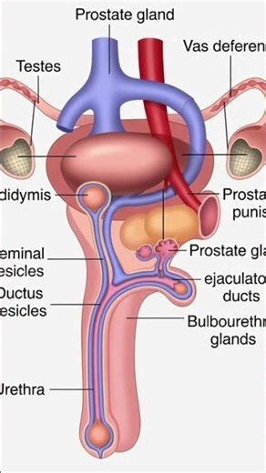 A technical illustration of the male reproductive system with labeled anatomical structures