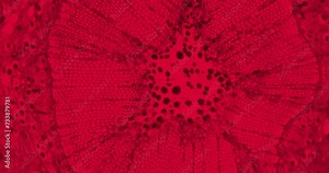 Thriller red plant stem with floating microorganisms and bacteria under a microscope. Moving cells under a microscope. Germs under a scope. Horror biology experiment under a cinematic scope