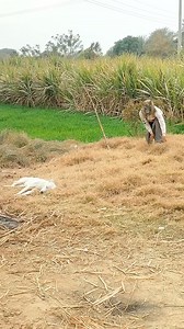 166K views · 2.4K reactions | Wolf mask prank with dog animal funny video #shorts #viral | I am 98 | Facebook