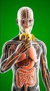 What happens when you eat bananas?😱 #health #anatomy #shorts