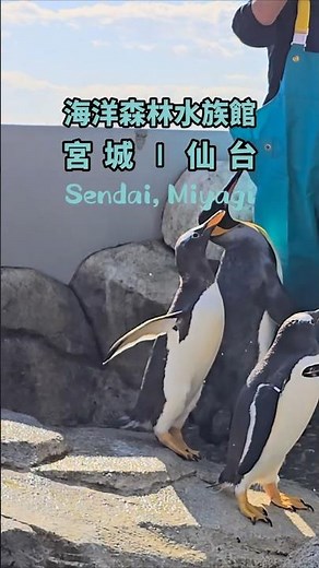 日本｜宮城｜仙台海洋森林水族館🐧企鵝療癒系必訪推薦｜可愛すぎる！仙台うみの杜水族館のペンギンたち｜Too Cute! Daily Life of Penguins in Sendai｜