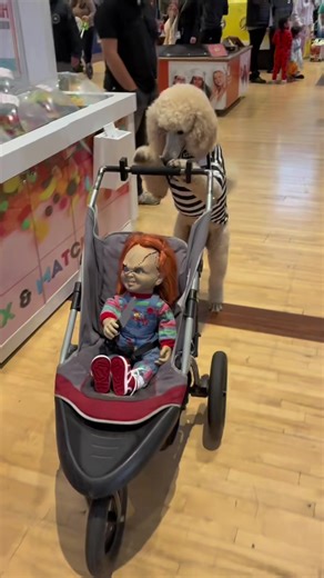 Pappy is strolling through the mall making people smile. #strollers #funnydog #smilemore #enjoylife