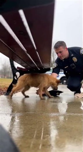 Police Officer Rescue HEARTBREAKING Start, Beautiful Ending! 😭💔 #cops #rescue