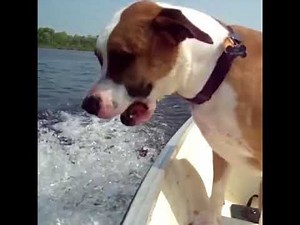 Dogs on Boats!
