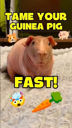 How to tame your guinea pig 🐹💖 | Gain their trust fast with these gentle steps! #GuineaPig
