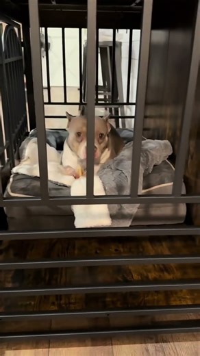 The Dog Crate That Doesn’t Ruin Your House (Finally.) 😍🫶