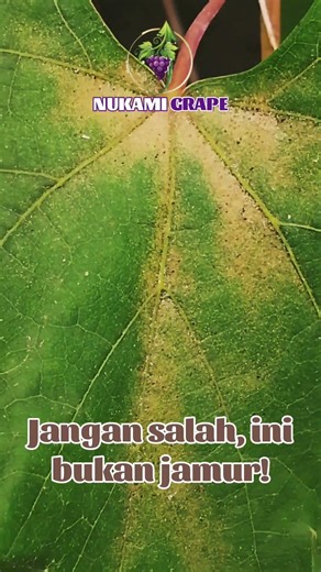 🔴SPIDER MITES🔴 OPT yang menyerang tanaman anggur