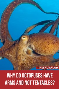 Why do octopuses have arms and not tentacles? - TimesMojo