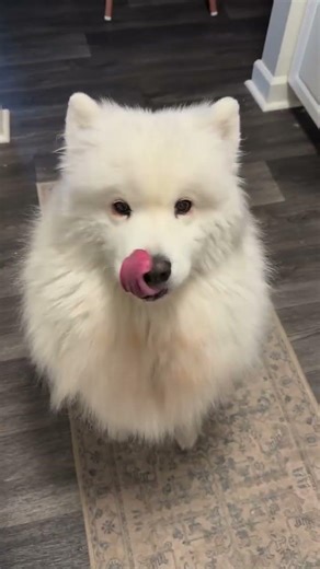 Heartbroken Dog Crying for His Owner – You Won’t Believe What Happened Next