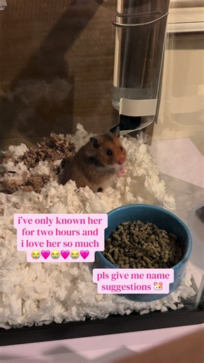 Adopting a Hamster from Petco: Heartwarming Moments