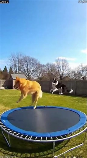 Epic Trampoline Tricks by Adorable Dogs! 🐾✨