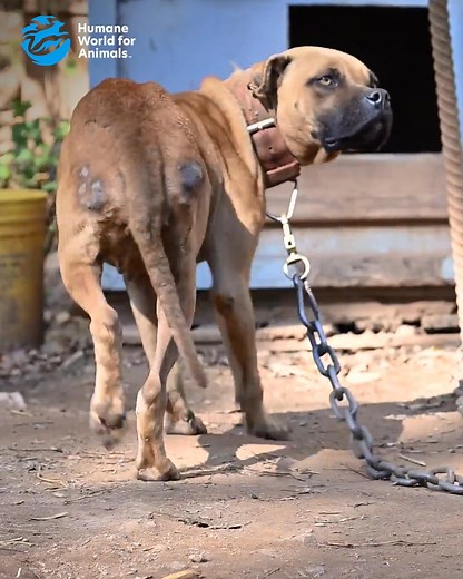 HEARTBREAKING AND INFURIATING😡: Many of these dogs were allegedly forced to fight. Some have infected puncture wounds on their face and bodies, likely from past fights, and a lot of them are so skinny that their hips and ribs are protruding. The hard truth is dogfighting still happens in the United States, driven by humans who allow these dogs to suffer for their entertainment and profit. It’s going to take humans LIKE YOU, who care, to create change. We know times are hard, but these dogs need