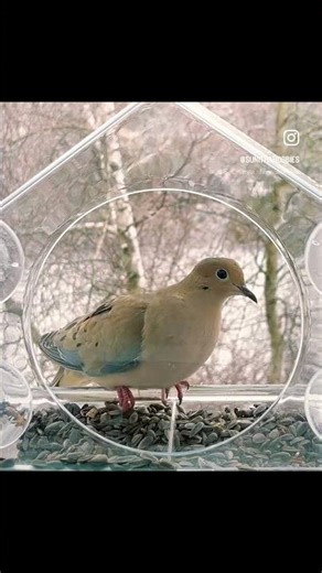 Morning dove #music #birds #bird #nature