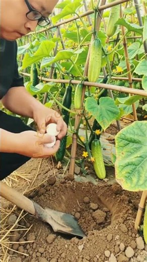 Eggshell and Raw Egg Soil Fertilization: Shovel Digging and Nutritious Root Burying Technique 🥒🥚✨