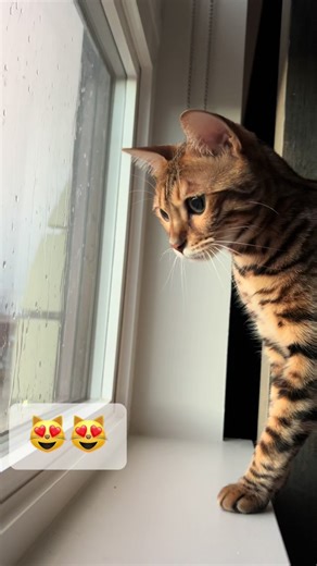 Cat chatter 😻😻 #catsoftiktok #catlover #trending #bengalcat #cutecats #cattok #trendingtiktok #cat #catlovers