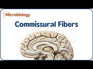 Commissural Fibers 🧠 | Anterior Commissure Explained 🔄✨ | Neuroanatomy for USMLE Step 1👩‍⚕️📘