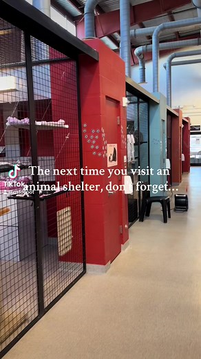 Be sure to check out all of our adoptable kitties on our website catdepot.org/adopt/ 🐾✨💗 #catdepotsaveslives #CatDepot | Cat Depot