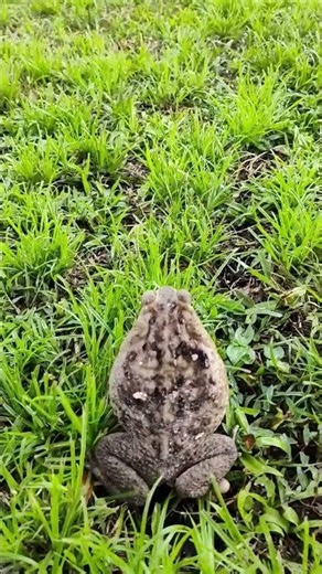 Video Of A Frog Jumping In Slow Motion #fypシ゚viral #outdoors #frogjump