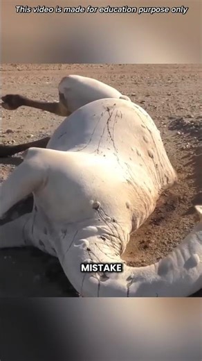 Don't Touch A Dead Camel #shorts #youtubeshorts #viralshorts #facts #amazingfacts