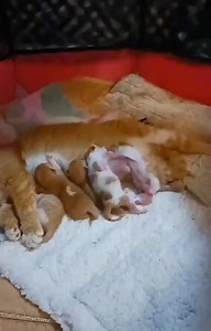 "Hey, there is plenty for both of us... Stop it!" Brought to you by Nutrition Strength -- keeping your pets healthy and happy. | PetChanted