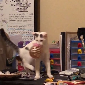 459K views · 2.1K reactions | "Cat burglar" is the most respected profession in the kitten community. | Animal Tales | Facebook