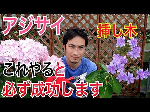 【アジサイ】増やし方、挿し木のやり方を実践で解説します。挿し木から植え替えまですべての流れがわかります。