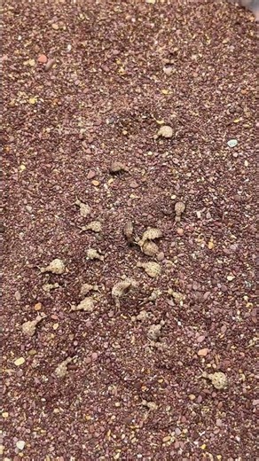 when the lion ant colony hides
