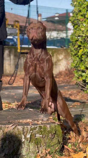 JUNIOR CHAMPION RED FORCE NOVAK ❤️‍🔥 Ci vediamo presto ⏳ | Gianni Pinto