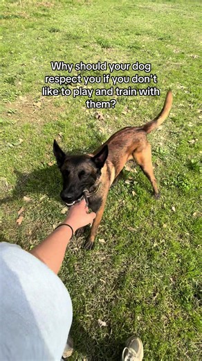 Engaging Your Dog: Importance of Play and Training