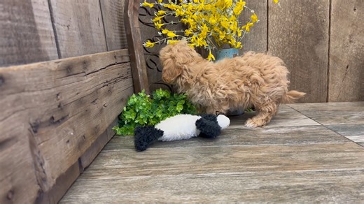 Havapoo puppy for sale