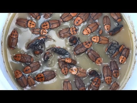 Red palm weevil Trap ----- clear description