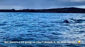 22K views · 441 reactions | A wildlife conservationist has shared the magical moment a humpback whale was seen swimming under a rainbow around the Isles of Scilly. Read more about it here: https://tinyurl.com/ybj52qne | Cornwall Live | Facebook