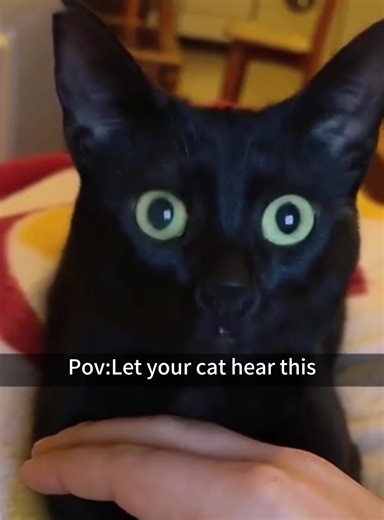 Use this sound to attract your cat💯#foryou #fypシ #catsoftiktok #kitten #funnycats #catlanguage