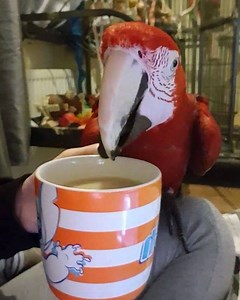 Iago is a top British birb. 🇬🇧☕ *sips tea* ahhh. | Iago the Macaw