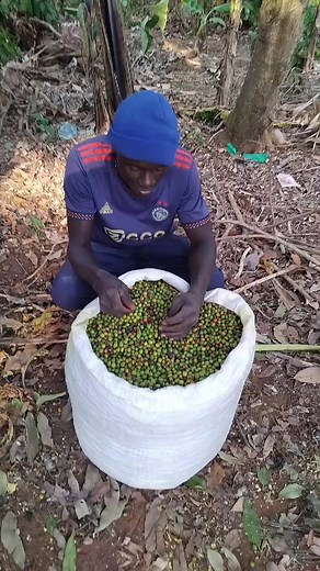 mukungu azzi (@mukungu.azzi)’s videos with original sound - mukungu azzi