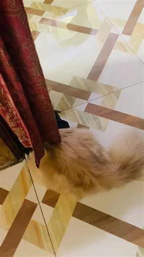 #catlover #persiancat #highlight #everyone Agk Amar Mon Valo nei😞😞 Cat name is