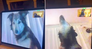 Long Distance Dog Besties Talk to Each Using FaceTime